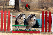 Bella & Nanook