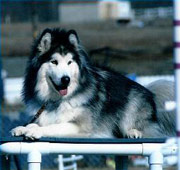 Nanook
