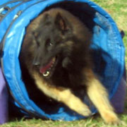 Koda