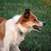 Scout