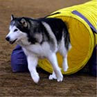 Dog out tube